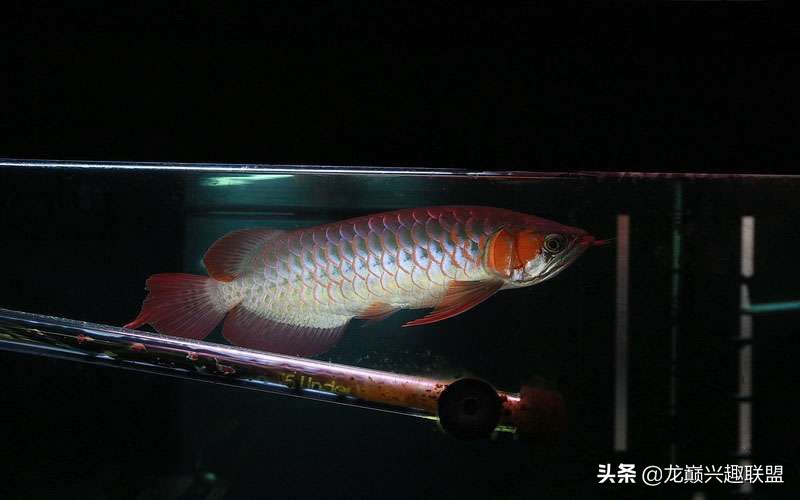 养龙鱼有什么讲究养几条,龙鱼养几条合适有什么讲究