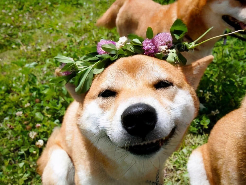 狗狗太爱叫了怎么办,狗狗懒怎么办教你一招