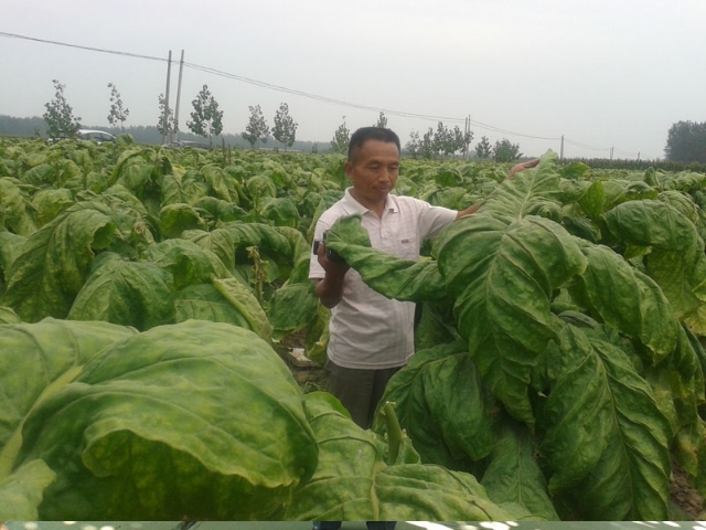 乳酸菌在畜禽上怎么用,乳酸菌饲养技术