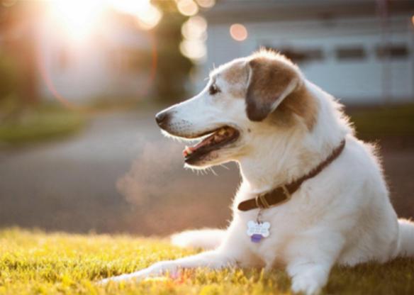 狗狗刚生完小狗注意事项,狗狗刚生完小狗喂什么