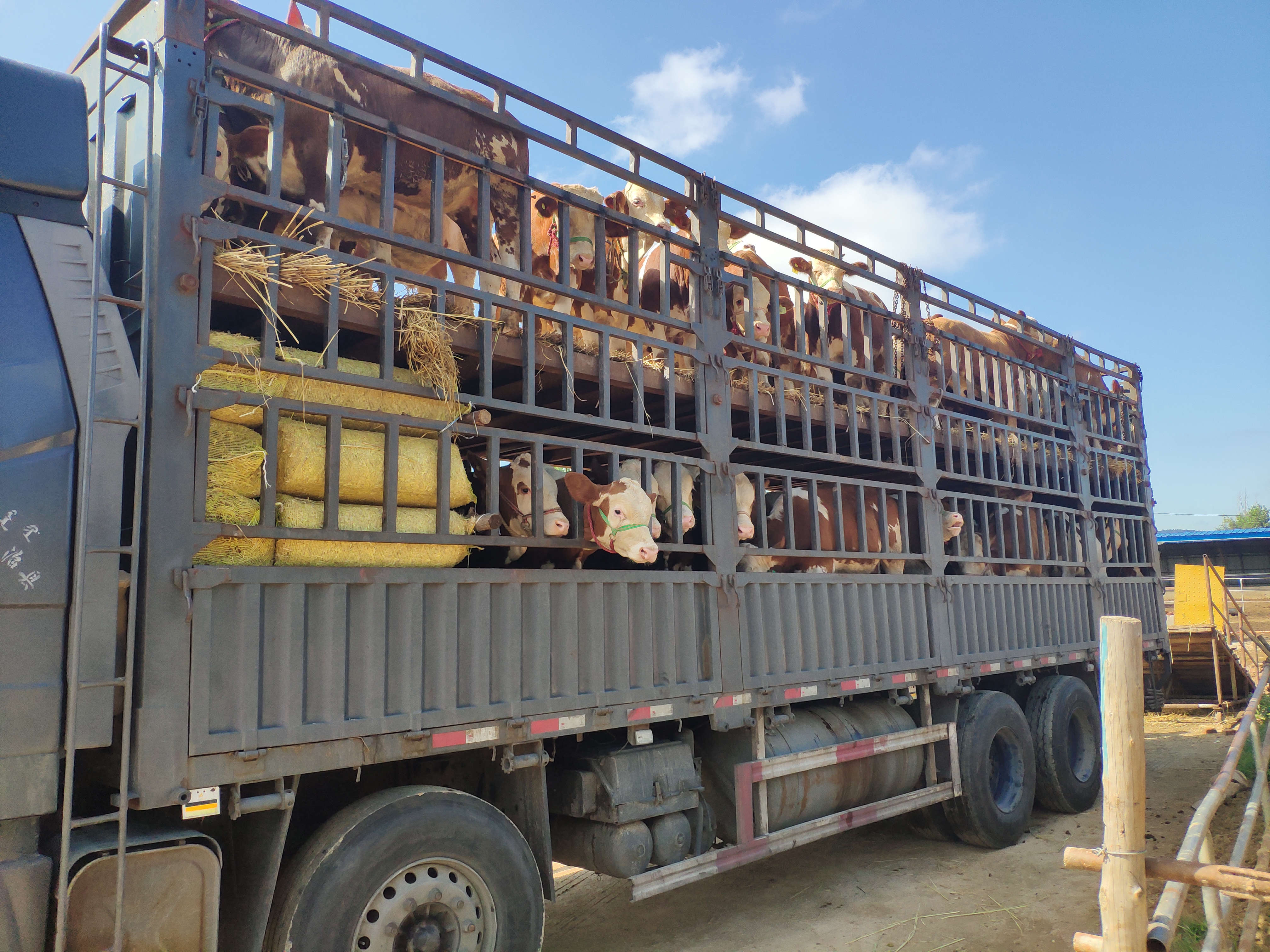 长途运输应激,运输抗应激有什么用