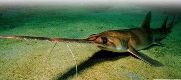 观赏鱼鲨鱼种类图片大全,鲨鱼百科知识大全幼儿