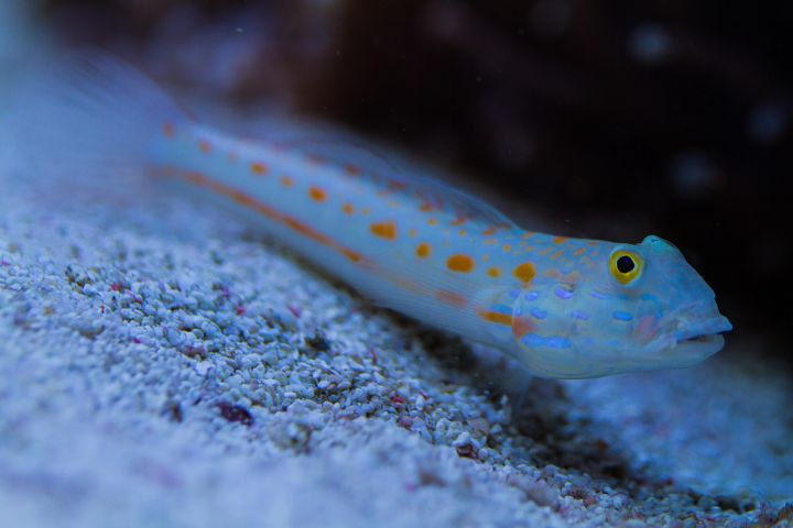 养硬骨珊瑚需要什么设备,新手养珊瑚步骤