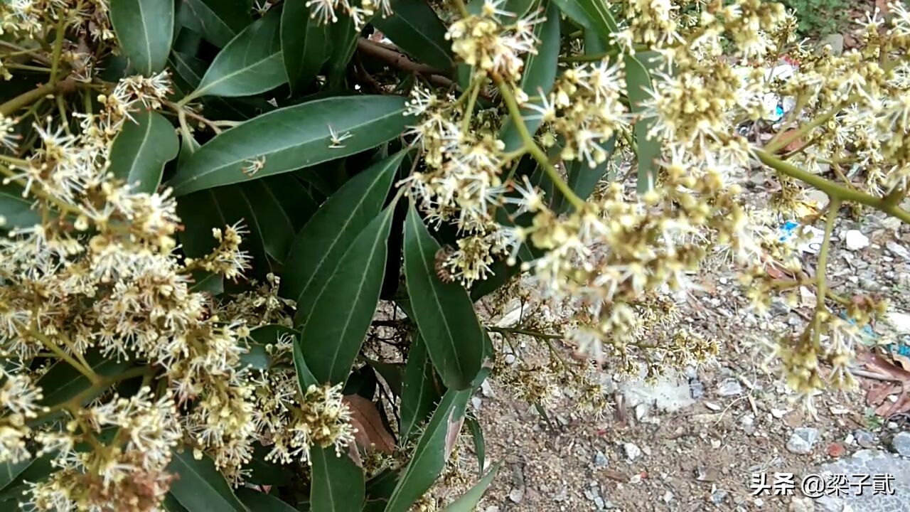 蜂蜜作假有几种方法,如何辨别蜂蜜造假