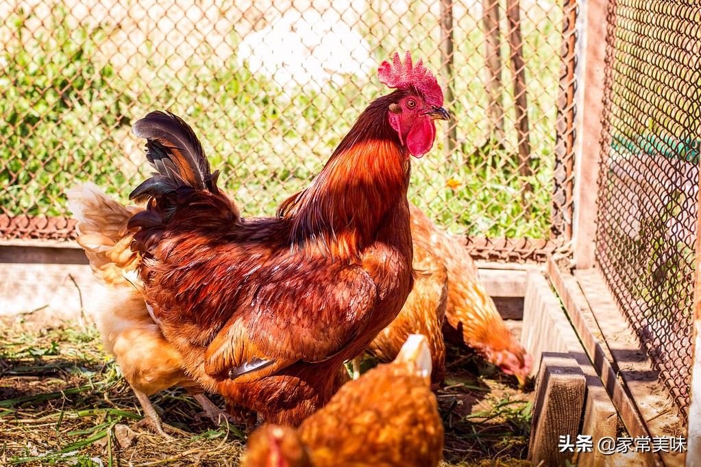 买活鸡怎么看鸡是老的还是嫩,菜市老鸡和嫩鸡怎么辨认