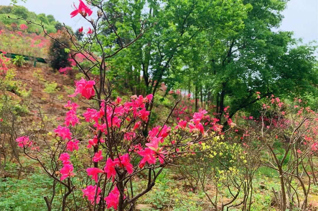 泾县五一去哪玩,今年夏天的泾县旅游