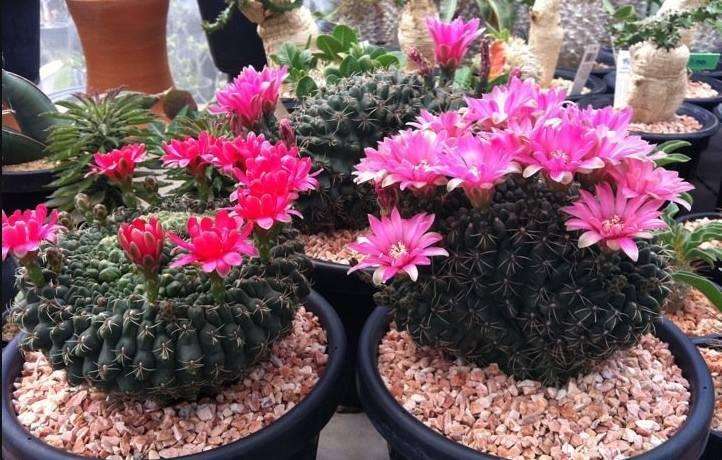 101个仙人球品种,101种仙人球开花图片