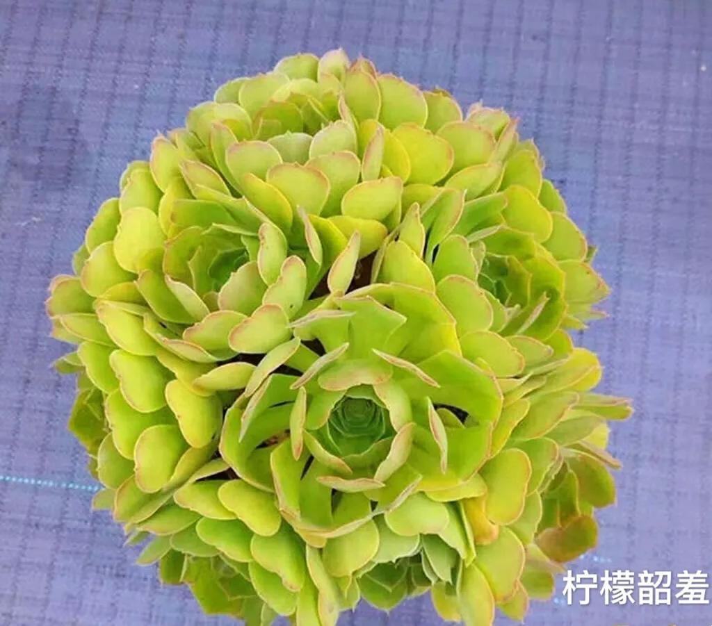 多肉法师韶羞现在能摘心吗,多肉法师欧紫跟韶羞的对比图