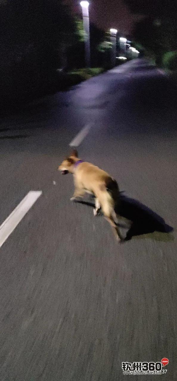 好惊！钦州有人在钦江边散步遇到“银包铁”，狗对着蛇狂吠