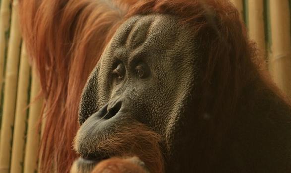 中国人基因和汉族基因,日本人基因和东北汉族人基因对比