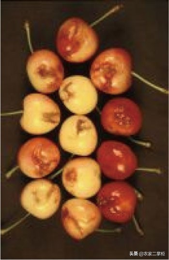 设施甜樱桃花期管理,樱桃种植技术及病虫害防治