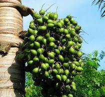 槟榔带来的危害,槟榔危害那么大为什么还有人吃