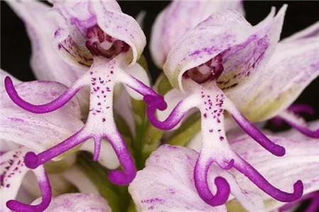 十种名贵的兰花品种有哪些,最珍贵的兰花品种排名前10位