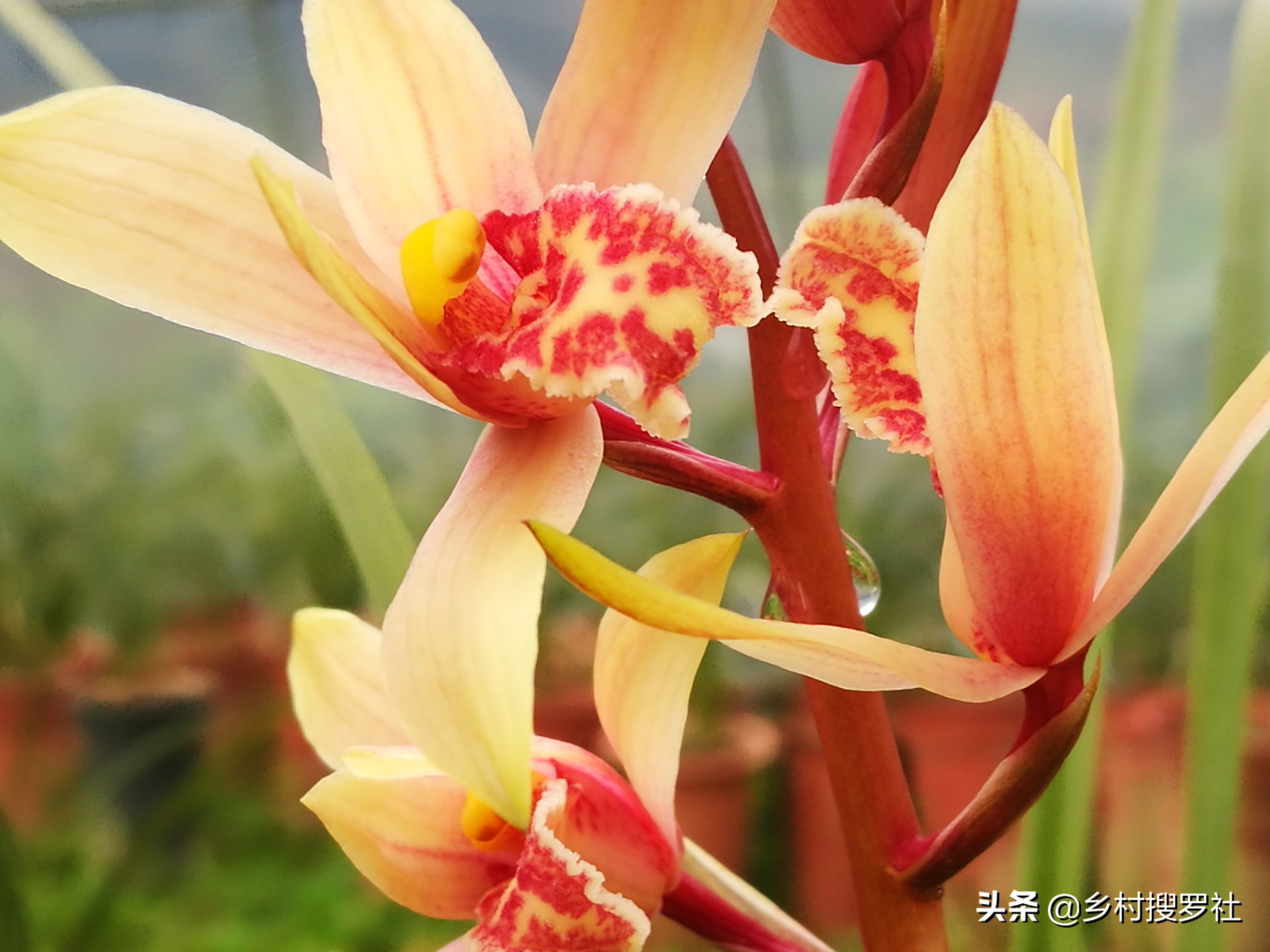 疫情期间怎样防花,买兰花如何防止被骗呢