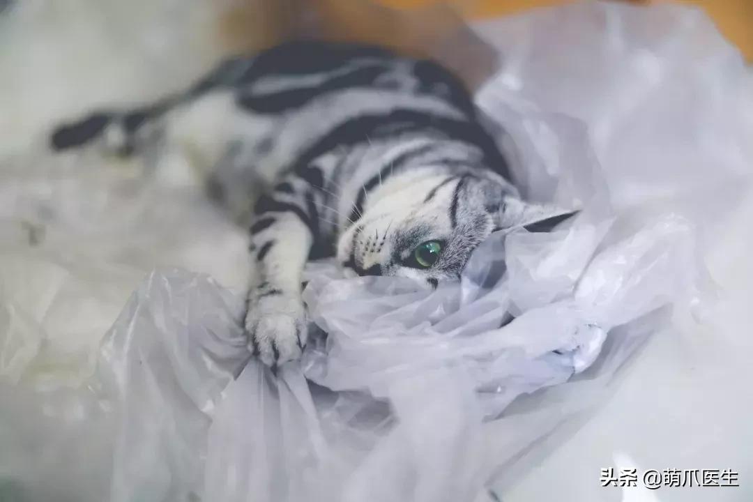 猫咪拉软便吃什么药,猫咪吃了渴望猫粮拉软便