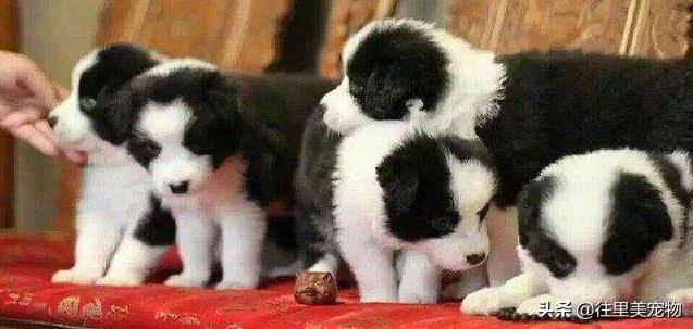 边境牧羊犬如何养比较好,怎样才能选只优秀的边境牧羊犬