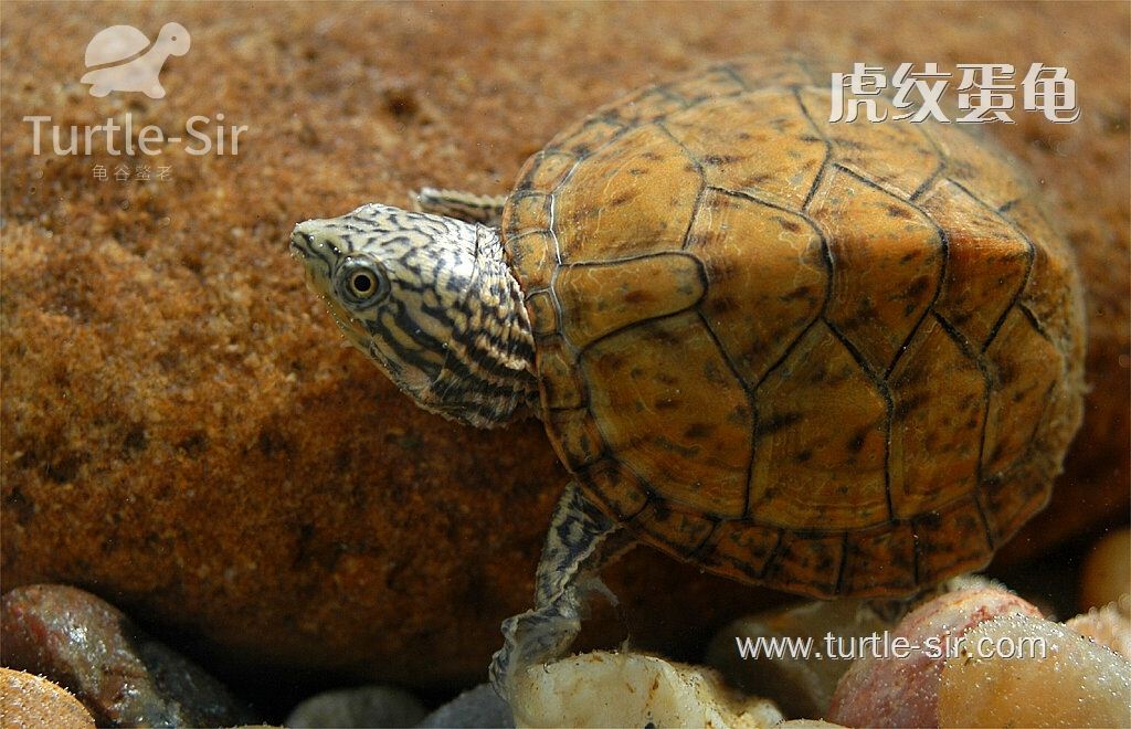 虎纹蛋龟腐皮病怎么治,虎纹麝香龟和虎纹泥龟