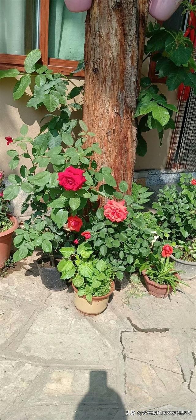 天津蓟县梨木台景区住宿,天津蓟州区梨木台农家院