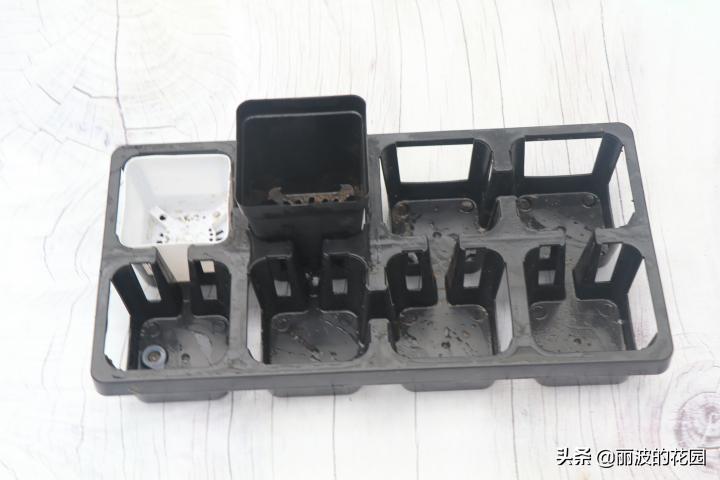 普通多肉怎么选花盆种植,初学者种植多肉技巧