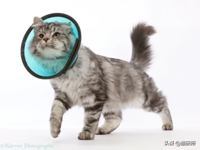 伊丽莎白圈猫咪,伊丽莎白圈有危险吗