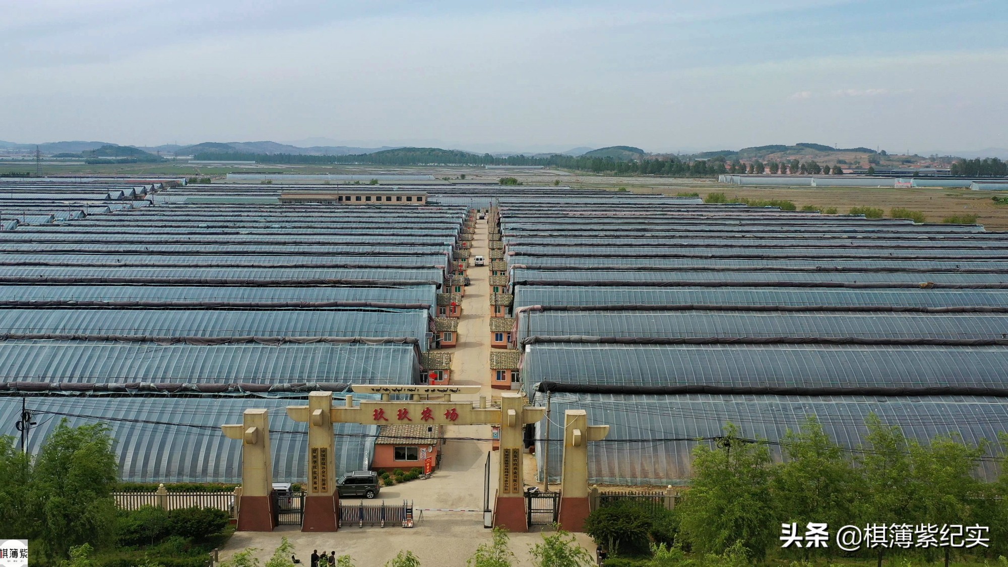 草莓王传奇：200多个大棚，实施空中草莓计划，明年手机遥控草莓