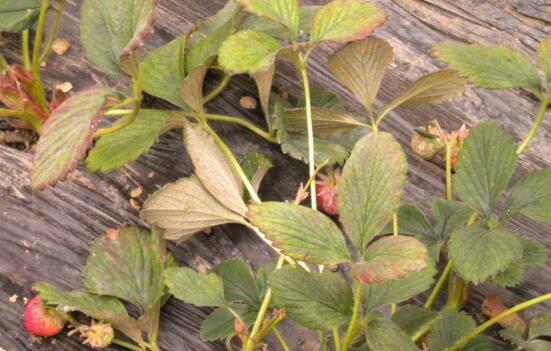 草莓红蜘蛛早上打药好还是下午好,草莓红蜘蛛怎么能彻底根除