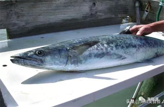 102种海鲜,营养丰富的海鲜有哪些品种