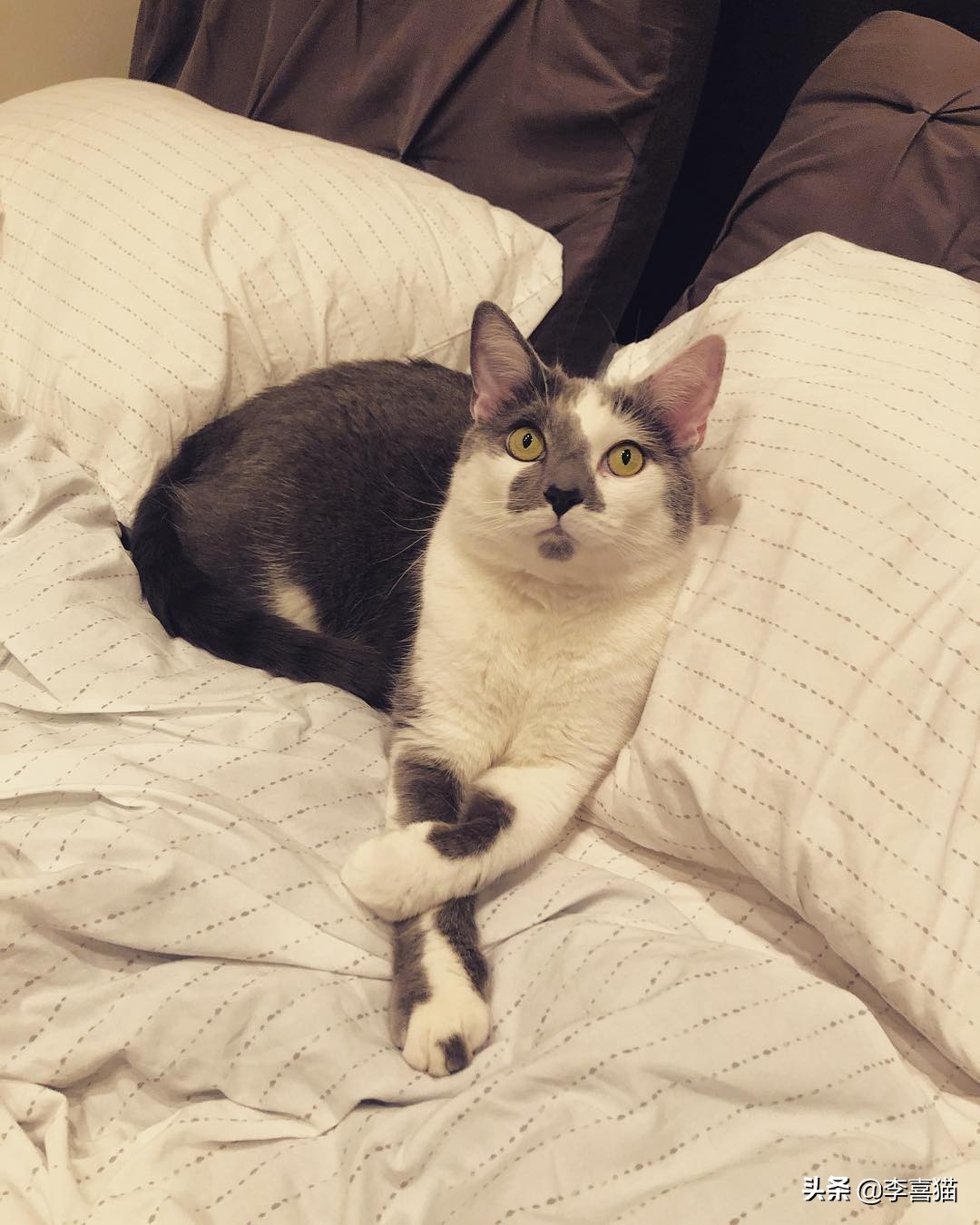 为什么猫咪长大就不亲人了,猫咪求救信号铲屎官一定要注意