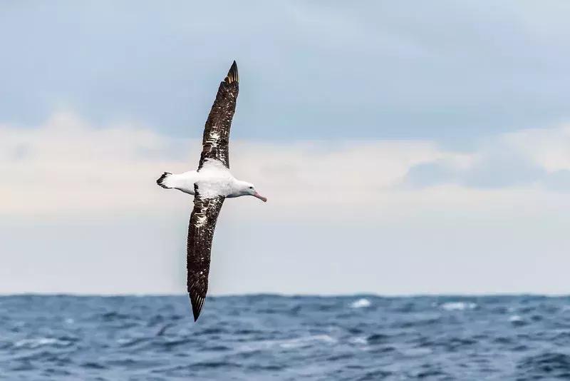 这个新西兰小岛，隐藏的惊世秘密