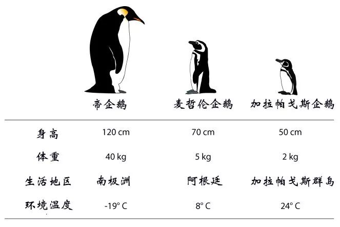 动物冬天为什么不冻脚,动物为什么能抵御寒冷