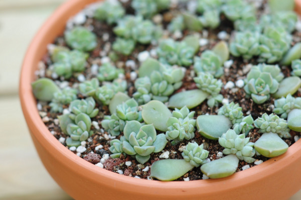 多肉叶插发芽慢怎么办,多肉香槟叶插多长时间出苗