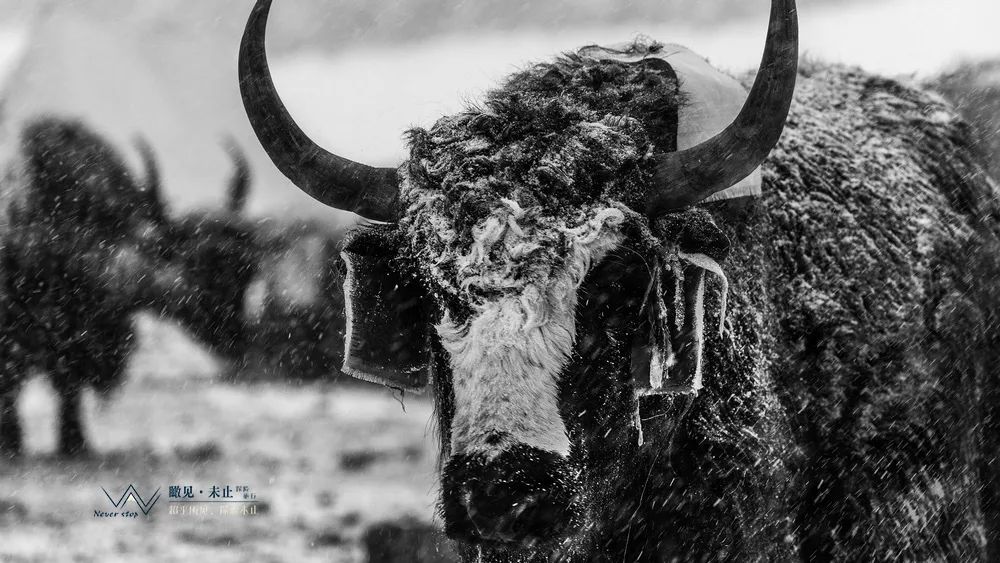 高山低谷的感悟,高山之巅的感悟