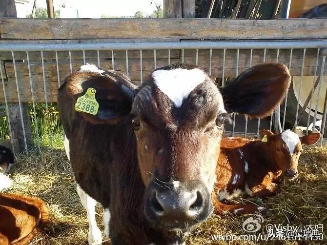 森宝奶粉80年——哺育一代代瑞典人