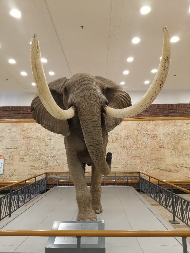 威海鲸鱼标本博物馆,鲸鱼演化博物馆标本