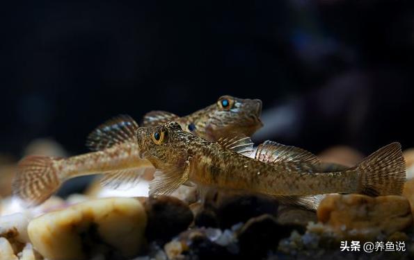 水族观赏鱼圈新势力，这观赏鱼发展潜力巨大，早点在鱼缸养起来