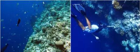 帕劳斐济马尔代夫哪个好,斐济和帕劳旅行