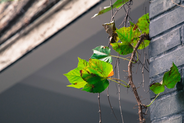 欧亨利最后一片叶子文章,最后一片树叶欧亨利带来的启示