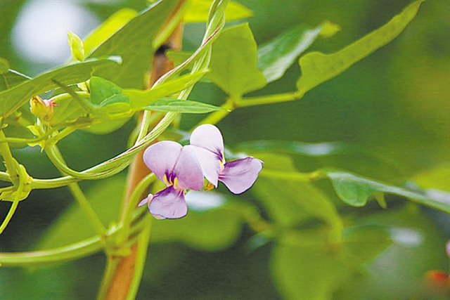 豆角落叶落花还发黄是什么原因,豆角开花少的原因及解决方法
