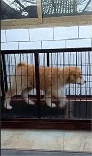 搞笑动图gif狗,搞笑动图gif猫咪