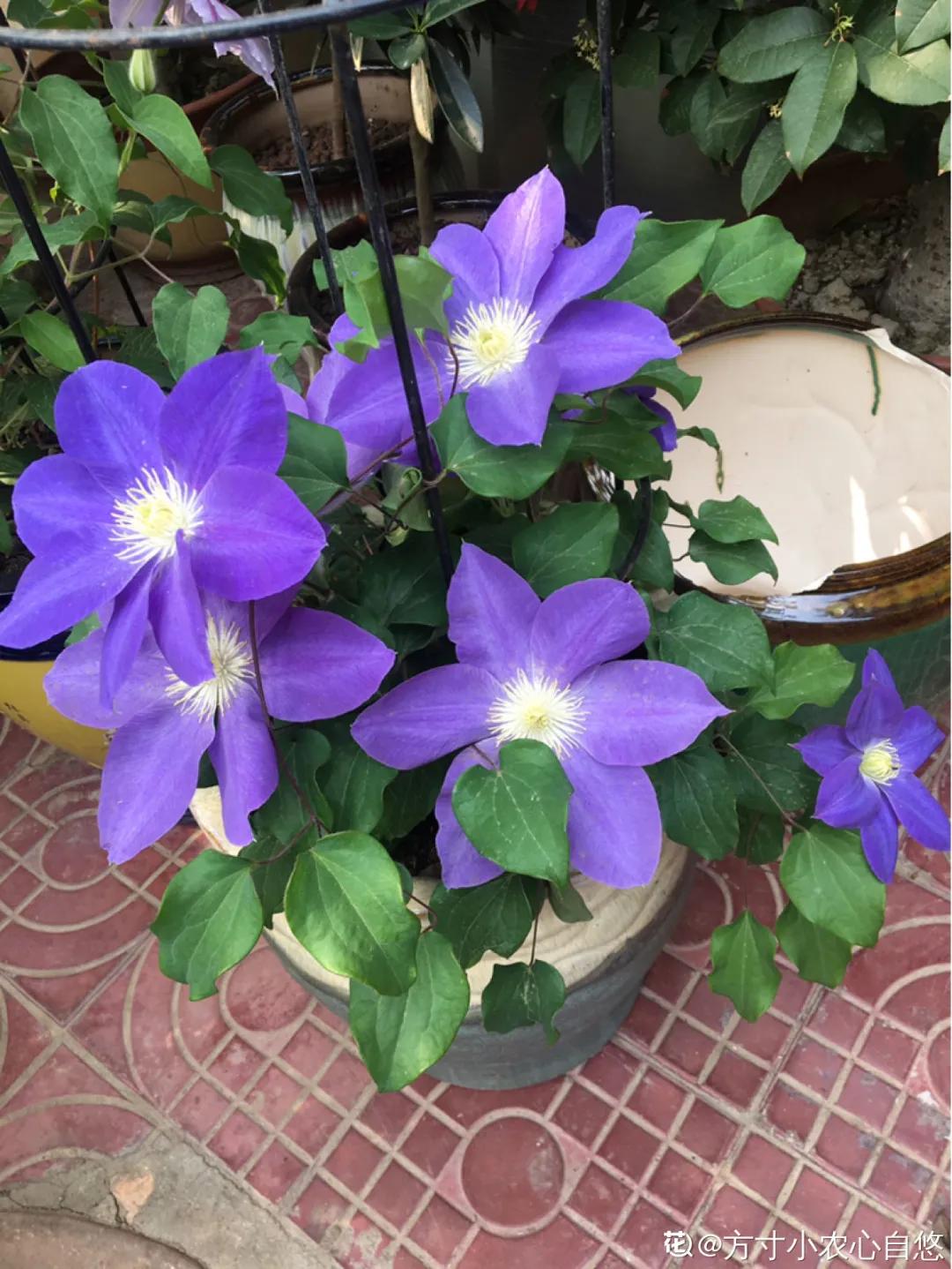 春天开的花有哪些常见又漂亮,十大名花在春天开的有哪些