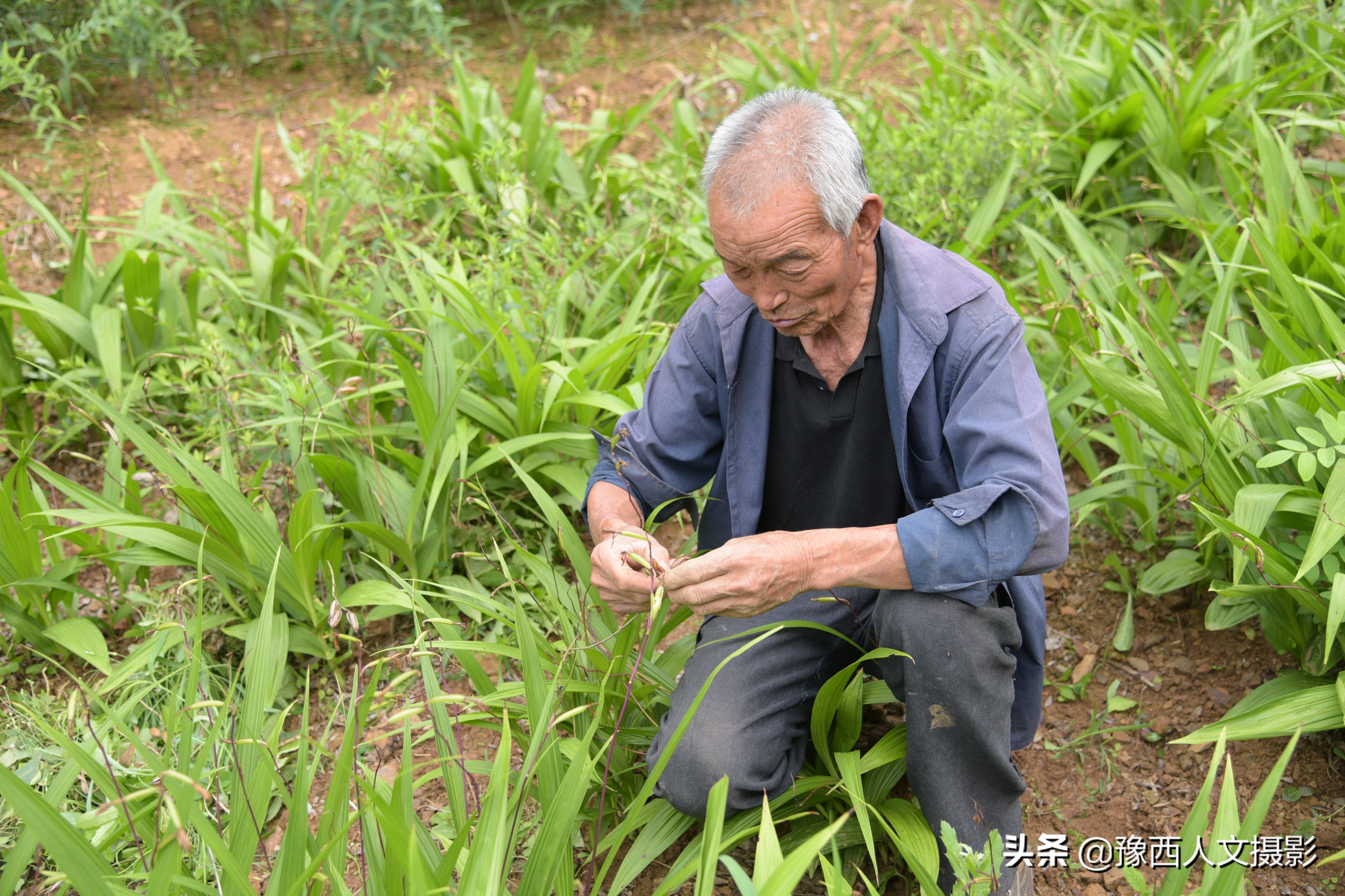 山里大叔4年前发现商机，庄稼地改种暴利药材，结果收购价格跳崖