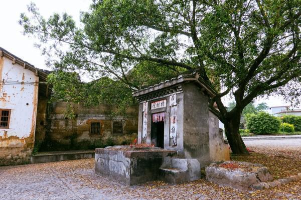 榕树种在屋前屋后有什么影响,房前有榕树好吗