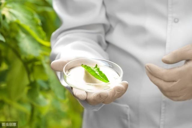 大棚蔬菜种植秋葵,黄秋葵大面积种植怎么育苗