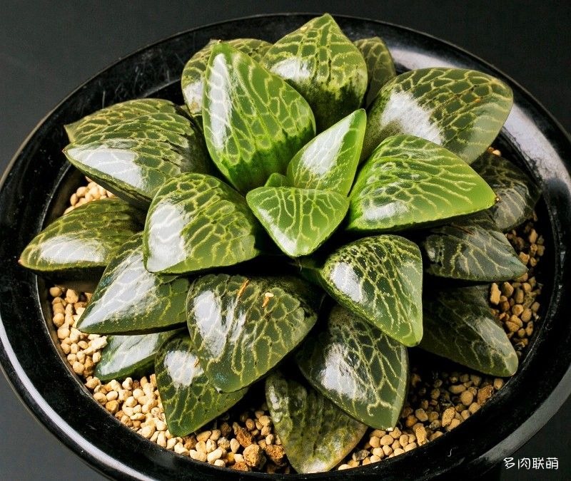 多肉玉露寿的品种图鉴,日本十大耐阴多肉