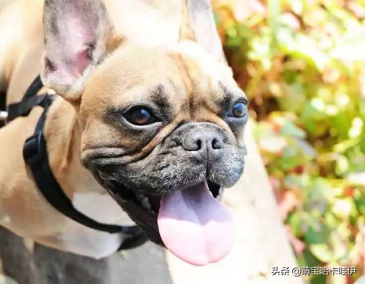 狗的舌头都有什么东西,狗狗舌头的秘密居然有7个