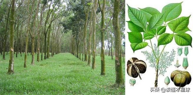 玻利维亚在亚洲什么实力,玻利维亚损失了多少领土