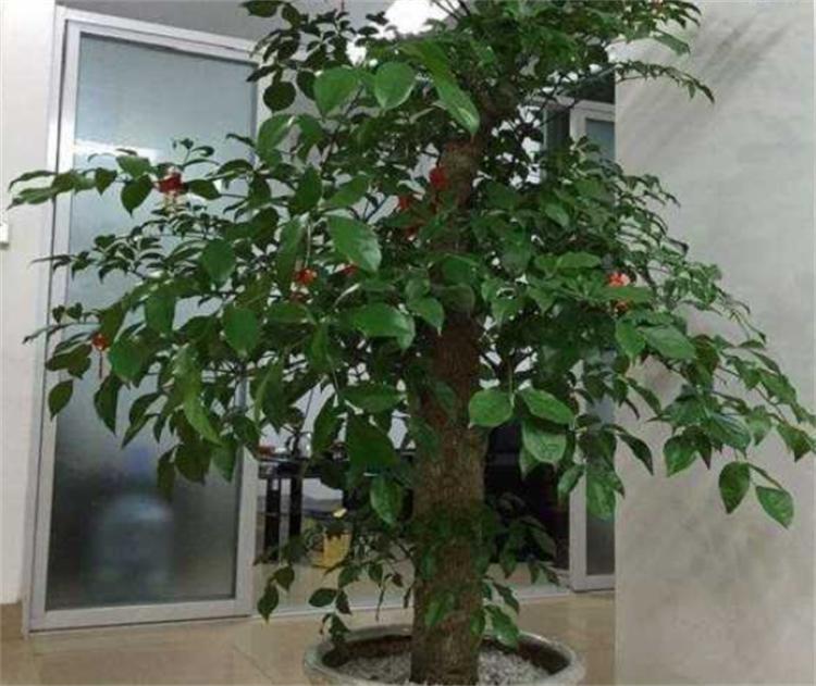 富贵树养殖方法与注意事项,富贵树的养殖方法和注意事项盆栽