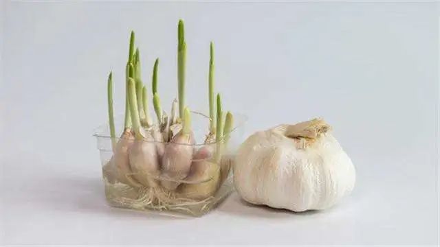 蔬菜发芽还能吃吗,蔬菜发芽了还能买吗