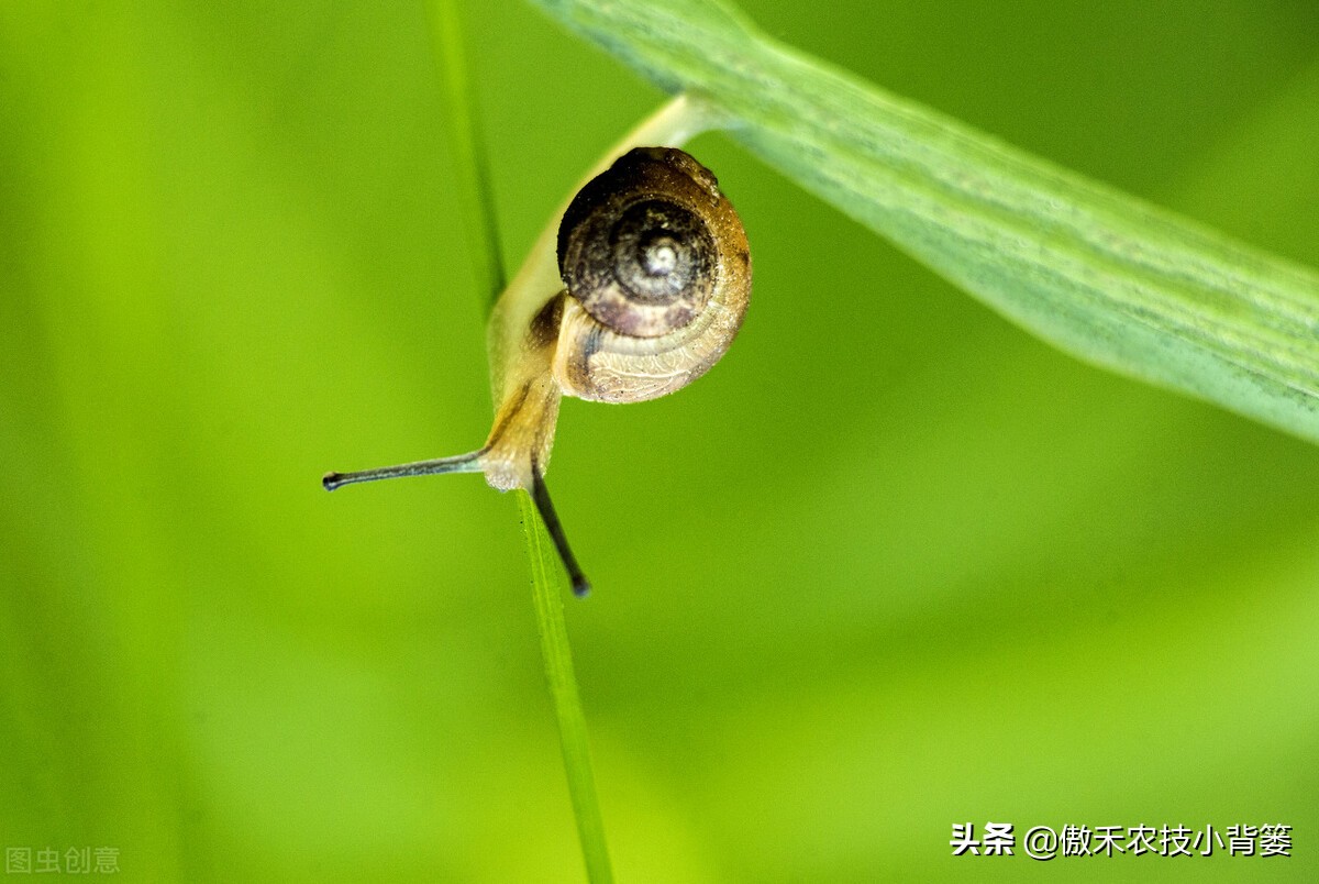 种植蔬菜蜗牛很多怎么办,蔬菜上的蜗牛用什么方法治