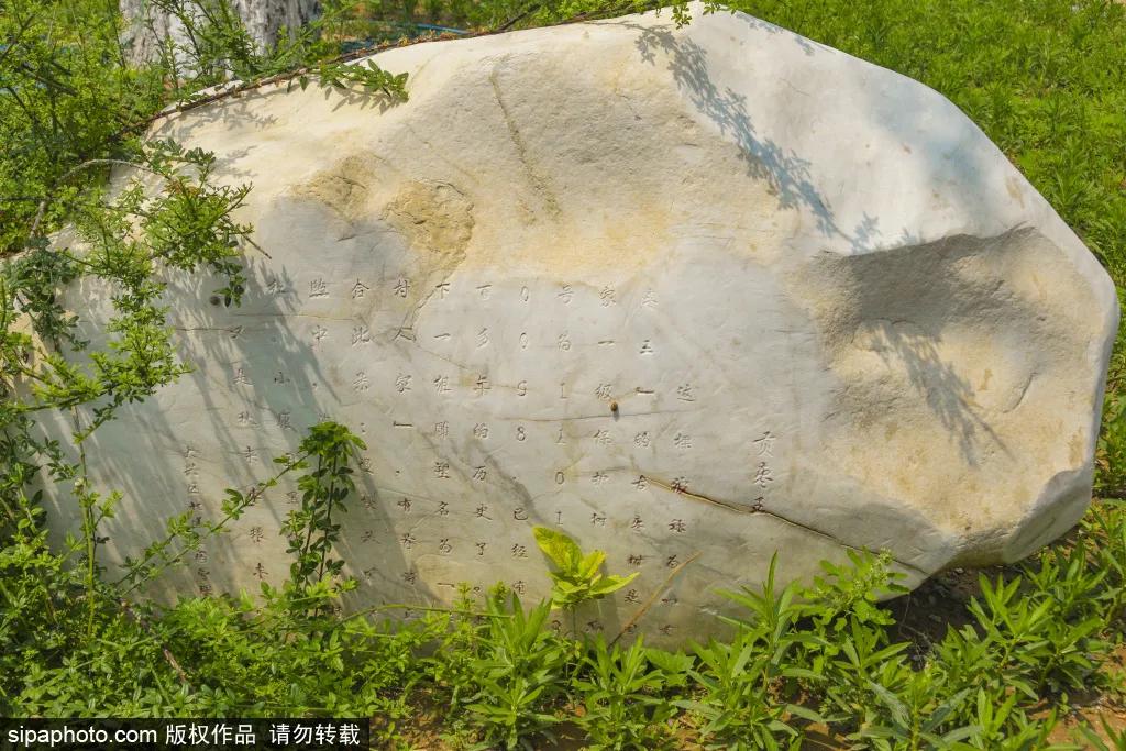 紫色花海免费版,紫色花海免费